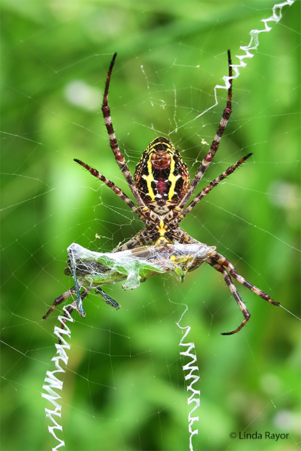 The wonderfully diverse world of spider silk