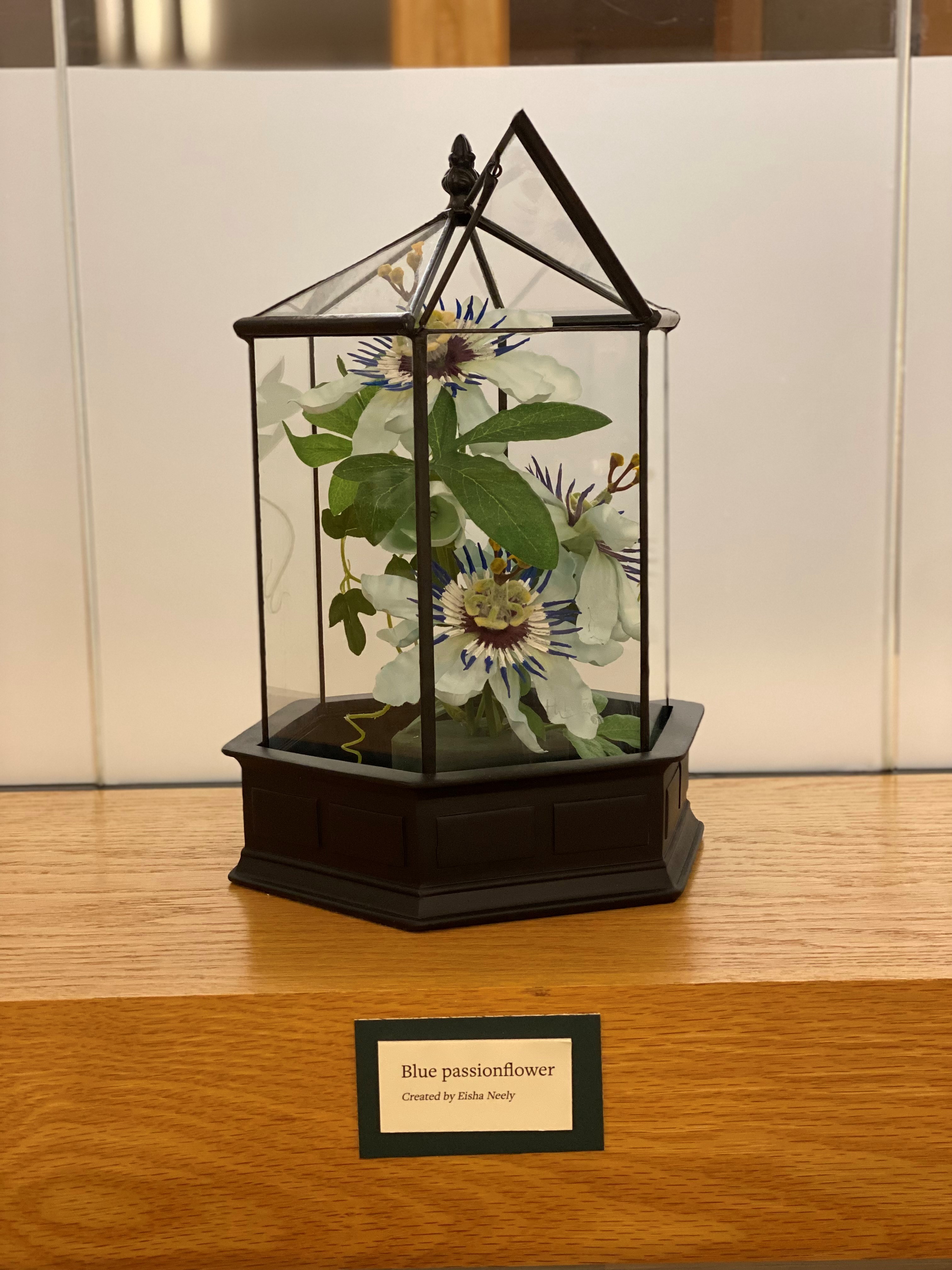 Blue passionflower in glass case