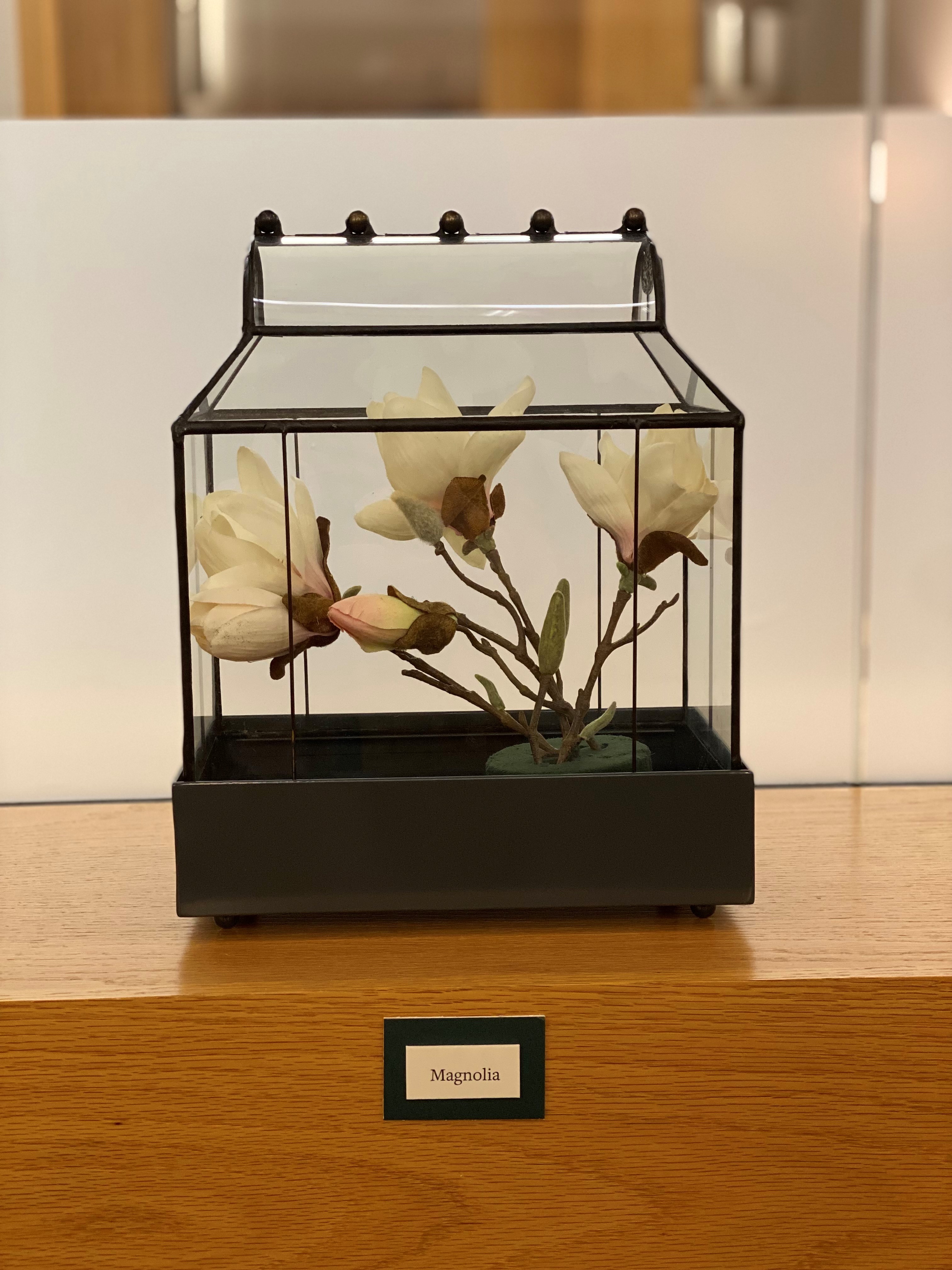 Magnolia in glass case